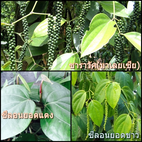 สายพันธุ์พริกไทย พริกไทยแต่ละสายพันธุ์ต่างกันอย่างไร?