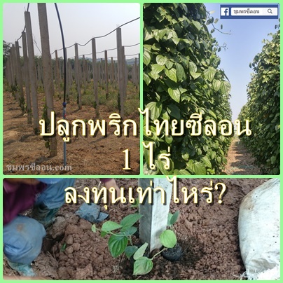 ปลูกพริกไทยซีลอนขนาด 1 ไร่ ต้องลงทุนเท่าไหร่