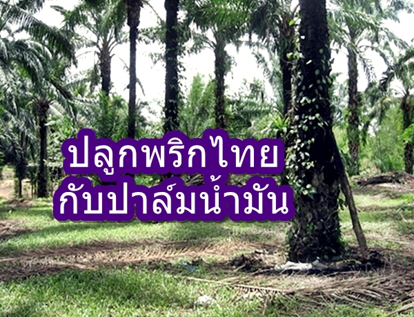 ปลูกพริกไทยกับต้นปาล์มน้ำมัน