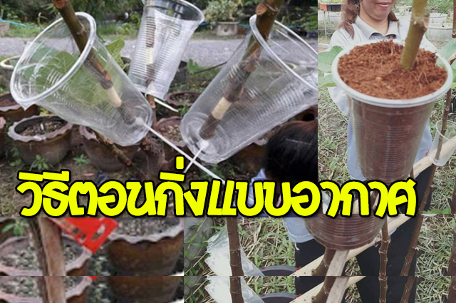 วิธีตอนกิ่งแบบอากาศ (Air Layering)