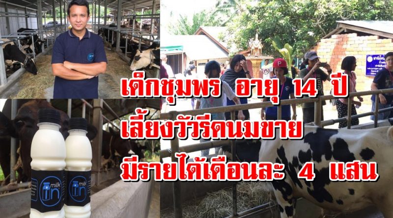 เด็กชุมพร อายุ 14 ปี เลี้ยงวัวรีดนมขาย อนาคตสดใส มีรายได้เดือนละ 4 แสน
