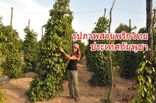 รวมภาพการปลูกพริกไทยในประเทศกัมพูชา