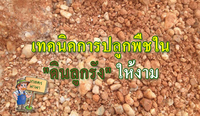 เทคนิคการปลูกพืชใน +ดินลูกรัง+ ให้งาม