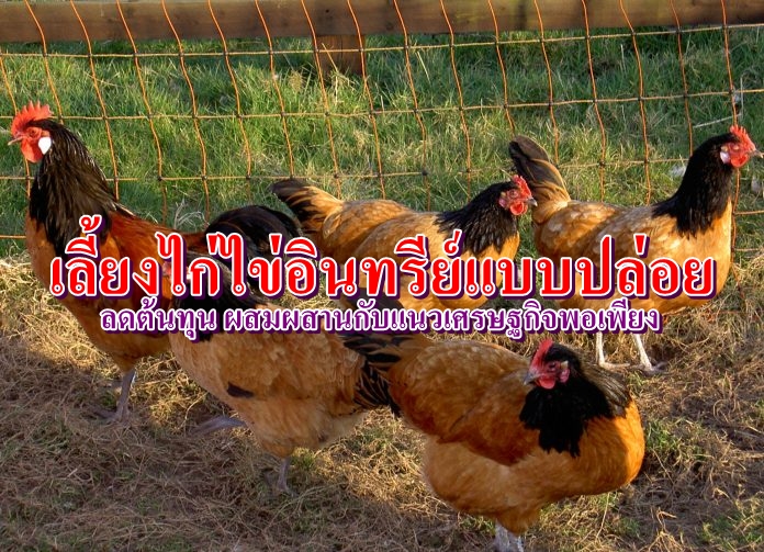 การเลี้ยงไก่ไข่อินทรีย์แบบปล่อย ลดต้นทุน ผสมผสานกับแนวทางการเลี้ยงไก่ไข่แบบเศรษฐกิจพอเพียง