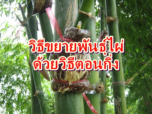 วิธีการ ขยายพันธุ์ไผ่ ด้วยวิธีการตอนกิ่ง-การตอนกิ่งไผ่ ทำได้ด้วยตัวเอง อย่างง่ายๆสบายๆ