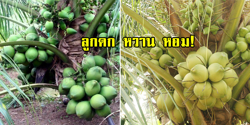 วิธีปลูกมะพร้าวน้ำหอมให้ได้ลูกดกตลอดทั้งปี แถมยังสร้างรายได้หลักหมื่นอีกด้วย!!!