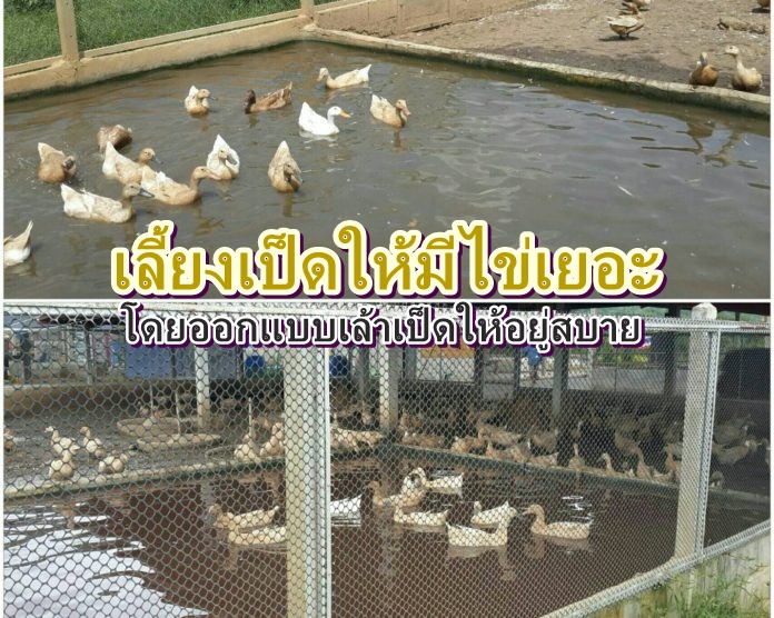 เลี้ยงเป็ดให้มีไข่เยอะ โดยออกแบบเล้าเป็ด ให้อยู่สบาย ทุน2หมื่น ก็ทำได้