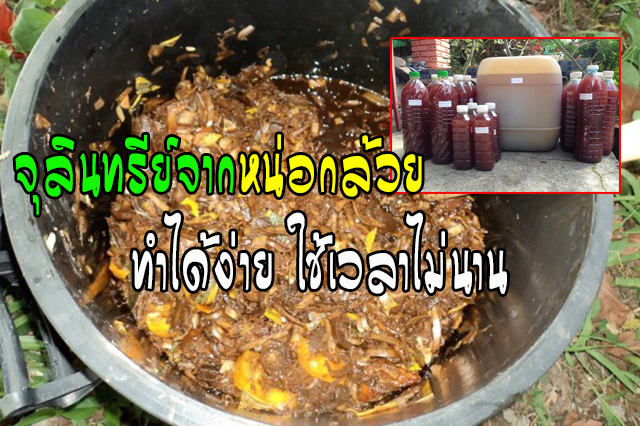 สูตรจุลินทรีย์หน่อกล้วย เพิ่มผลผลิต ทำได้ง่ายด้วยตัวเอง