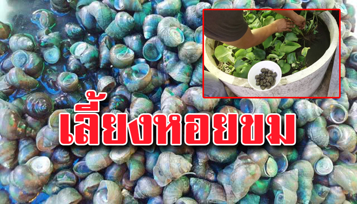 เลี้ยงหอยขมในวงบ่อซิเมนต์ ใช้พื้นที่น้อย โตเร็ว รายได้งาม 
