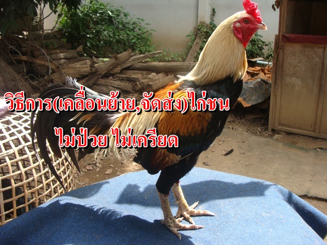 วิธีการ เคลื่อนย้าย และ จัดส่งไก่ชน ระยะทางไกลๆไม่ให้ป่วย ไม่ให้เครียด ถึงมือผู้รับอย่างปลอดภัย