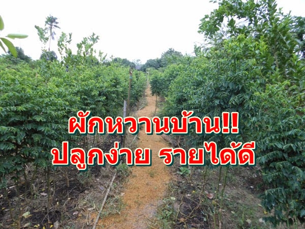 ผักหวานบ้าน!! ปลูกง่าย  ทำรายได้ดีให้กับเกษตรกร