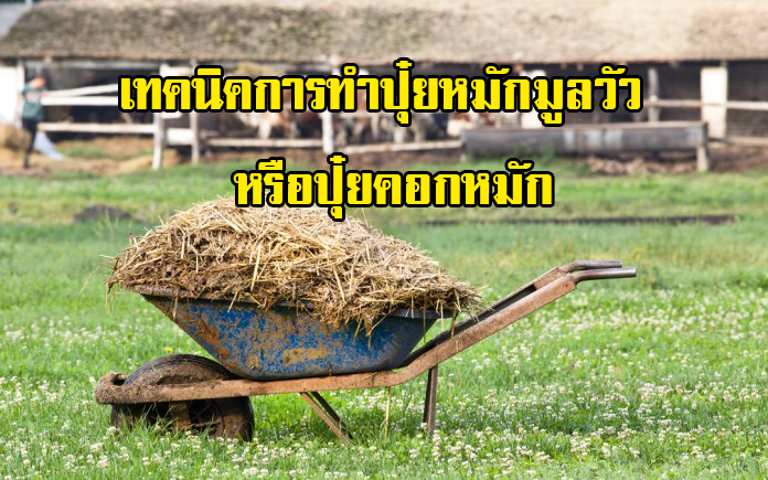 เทคนิคการทำปุ๋ยหมักมูลวัว หรือปุ๋ยคอกหมัก