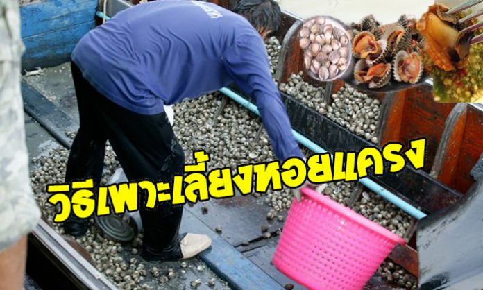 วิธีเพาะเลี้ยงหอยแครง สัตว์เศรษฐกิจเลี้ยงง่าย ราคาดี