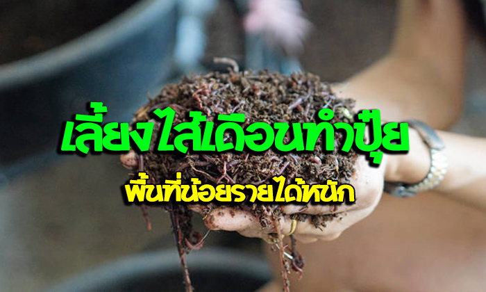 เลี้ยงไส้เดือนทำปุ๋ย พื้นที่เล็กๆ เเต่รายได้โคตรใหญ่……รับเงินเดือนหลักแสน