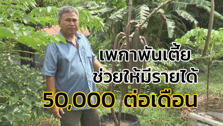 จากข้าราชการครู ผันตัวเป็นเกษตรกร เพาะพันธุ์เพกาแคระขาย รายได้เดือนละกว่า 50,000 บาท