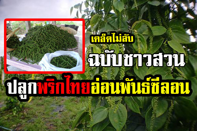 เคล็ดไม่ลับ..ฉบับชาวสวน ปลูกพริกไทยอ่อนพันธุ์ซีลอน