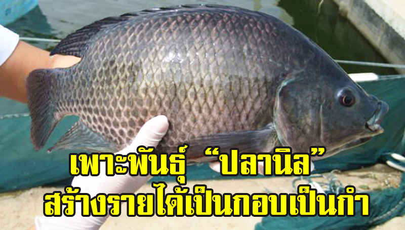 เพาะพันธุ์ “ปลานิล” สร้างรายได้เป็นกอบเป็นกำ