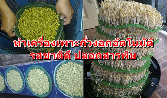 ทำเครื่องเพาะถั่วงอกอัตโนมัติ รสชาติดี ปลอดสารพิษ 