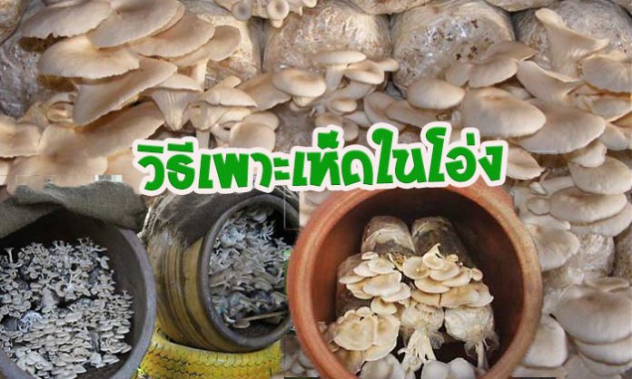 วิธีเพาะเห็ดในโอ่ง ลงทุนน้อยไม่ต้องมีโรงเรือน