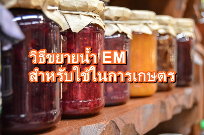 วิธีขยายน้ำ EM สำหรับใช้ในการเกษตร