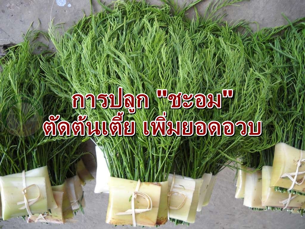 การปลูกชะอม ตัดต้นเตี้ย เพิ่มยอดอวบ