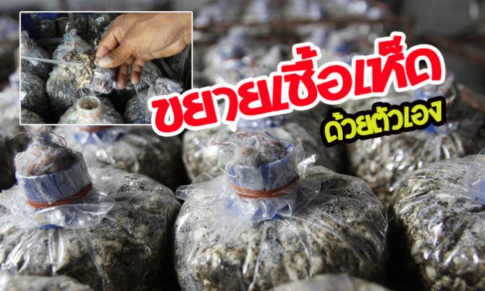 เเจกฟรี ขั้นตอน “การขยายเชื้อเห็ด” ด้วยตัวเอง พร้อมวิธีการทำ