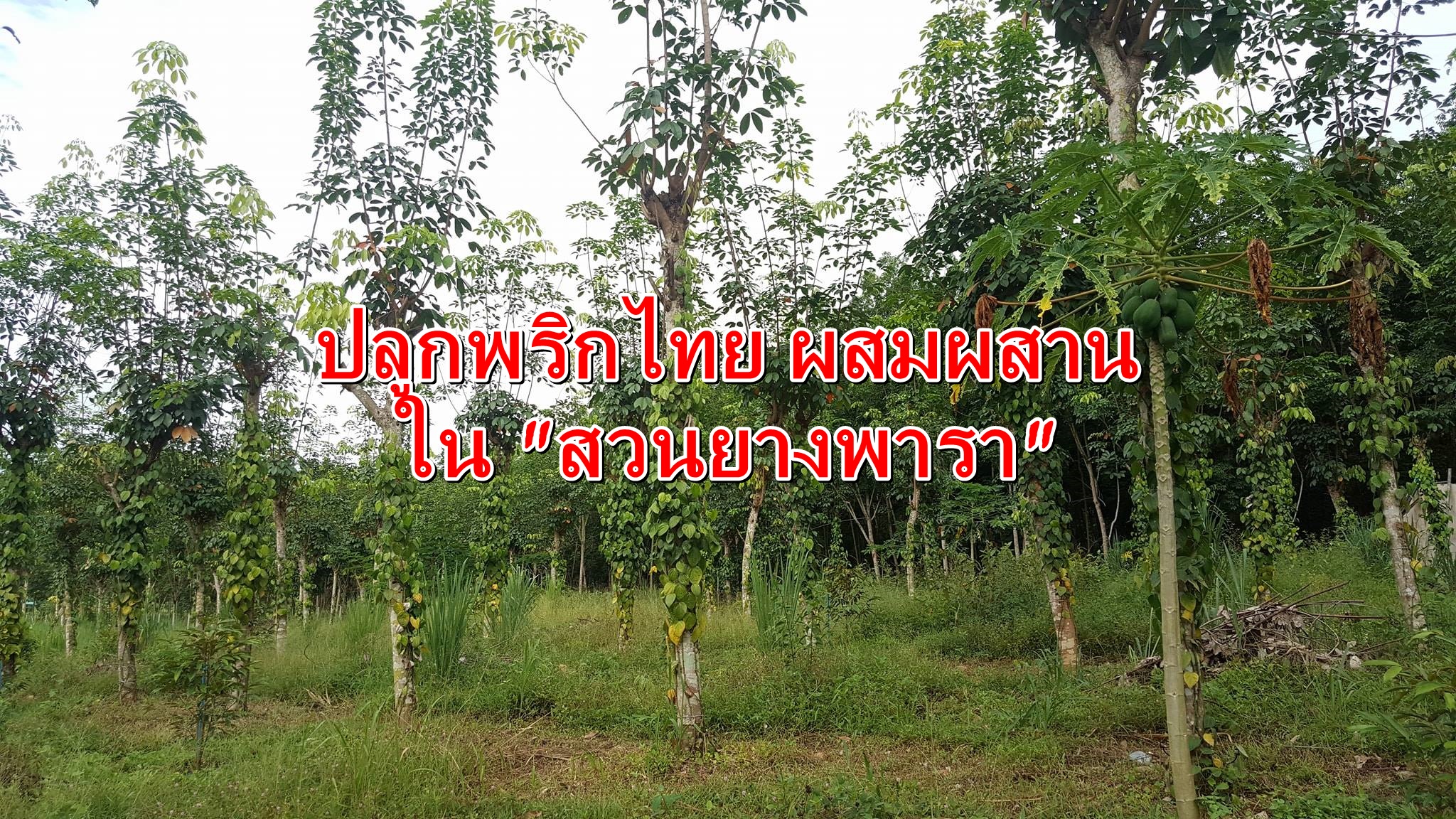 ไอเดียสุดเจ๋ง ปลูกพืชผสมผสาน ใน สวนยางพารา-ปลูกต้นพริกไทยในสวนยาง