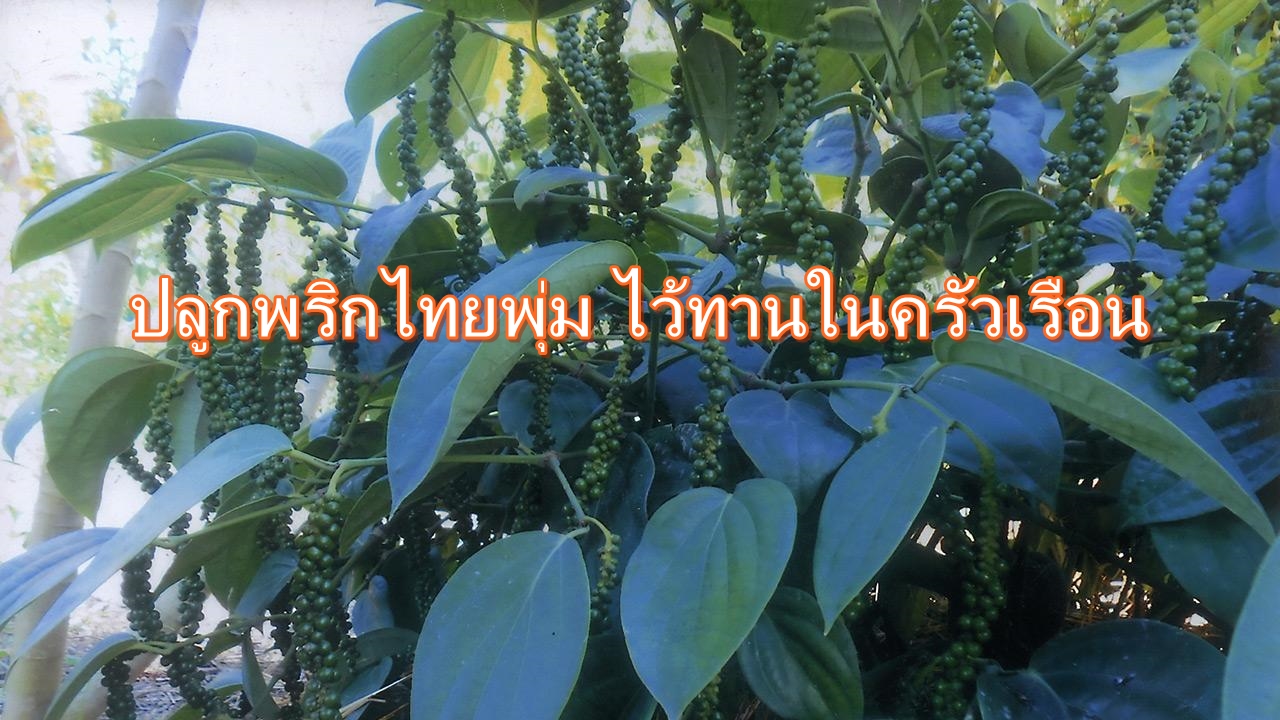 ปลูกพริกไทยพุ่มในกระถาง ไว้ทานในครัวเรือน