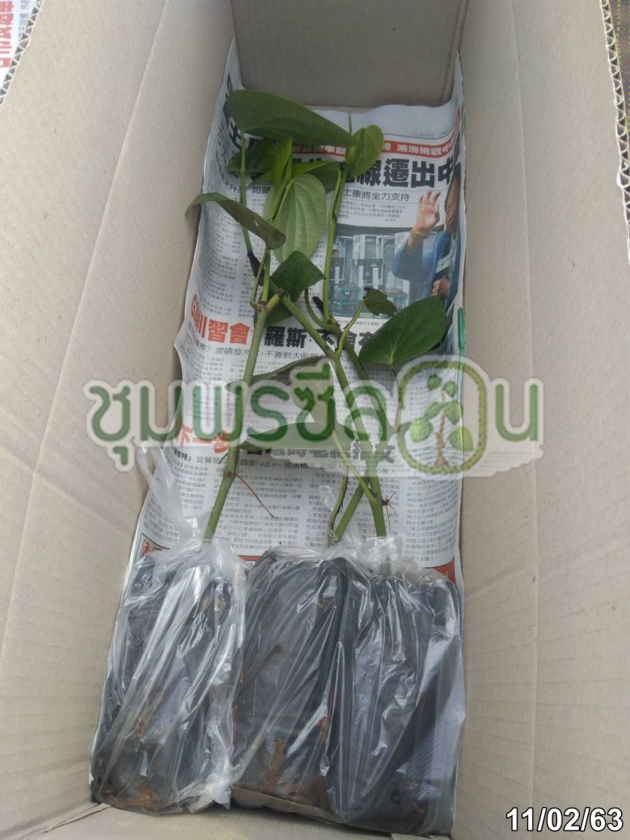 พันธุ์พริกไทยซีลอนหรือต้นพริกไทยซีลอนแบบปักชำ พร้อมปลูกลงดิน