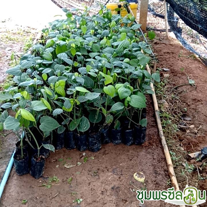 พันธุ์พริกไทยซีลอนหรือต้นพริกไทยซีลอนแบบปักชำ พร้อมปลูกลงดิน