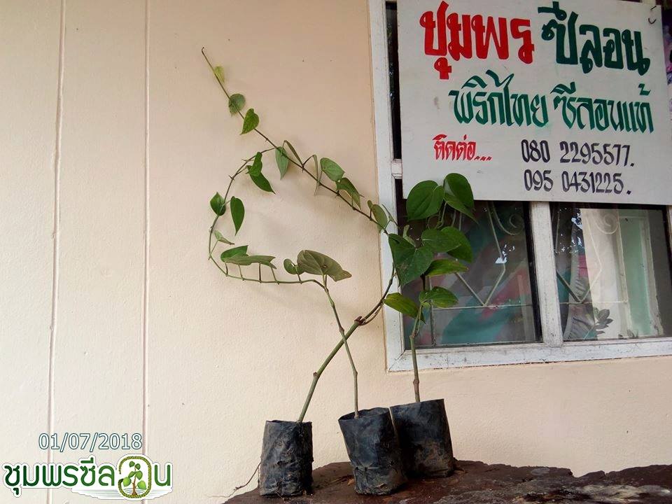 ชุมพรซีลอน จำหน่ายพันธุ์พริกไทยซีลอน ภาคใต้