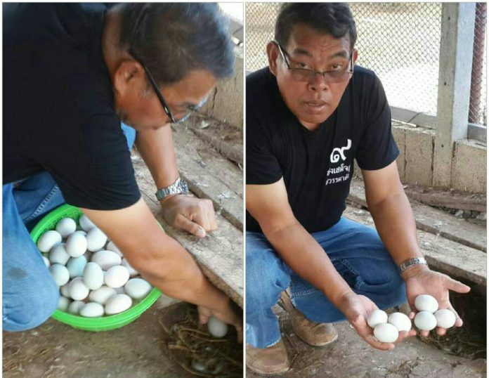 ผู้ใหญ่พิเชษฐ์ กำลัล้วงเก็บไข่เป็ด และนำออกมาโชว์