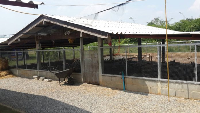 โรงเรือนเลี้ยงเป็ด ผู้ใหญ่พิเชษฐ์ เจริญพร 