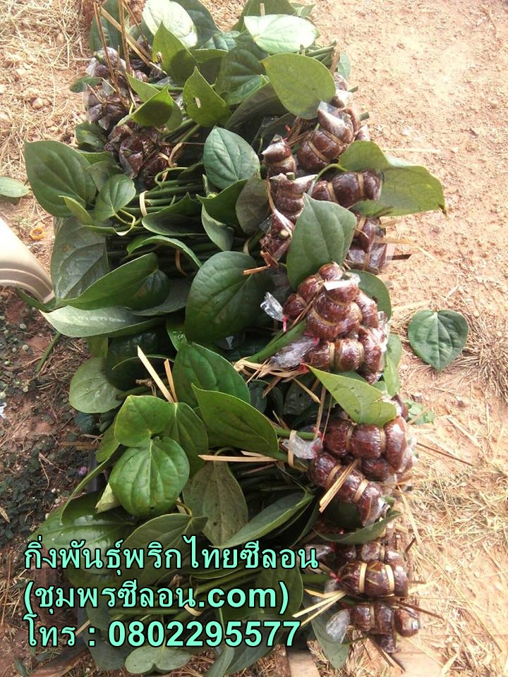กิ่งพันธุ์พริกไทย ราคา 20 บาท รากแน่น พร้อมลงถุง