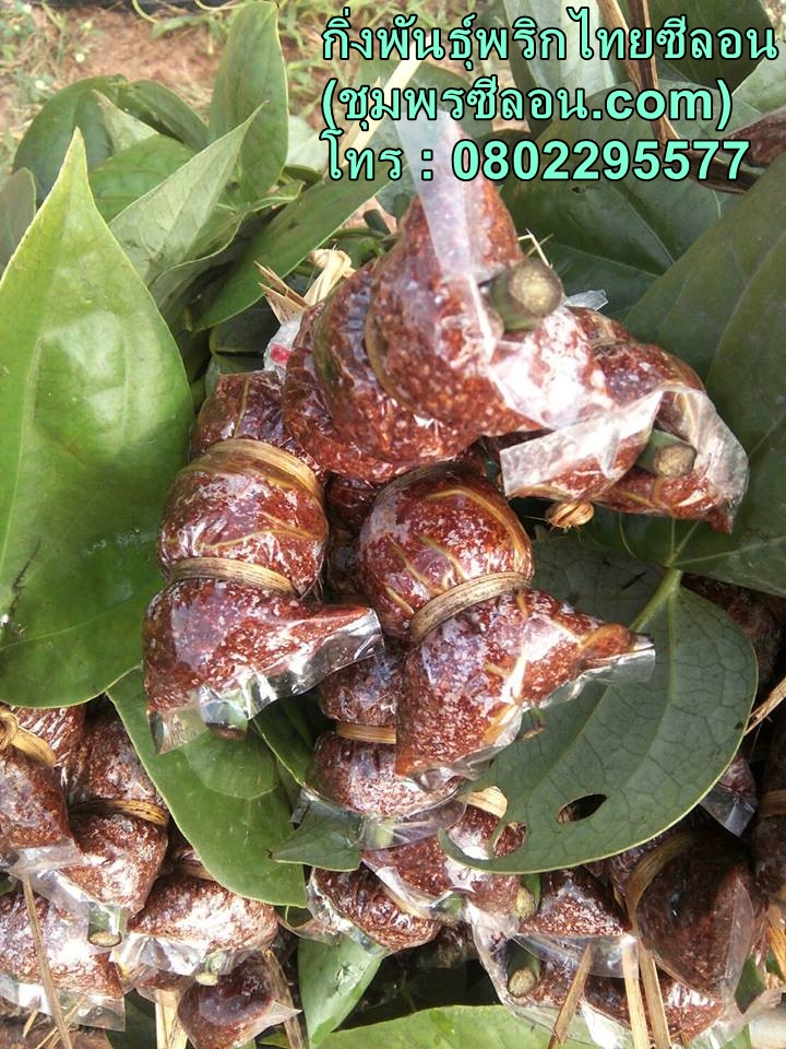 กิ่งพันธุ์พริกไทย ราคา 20 บาท รากแน่น พร้อมลงถุง