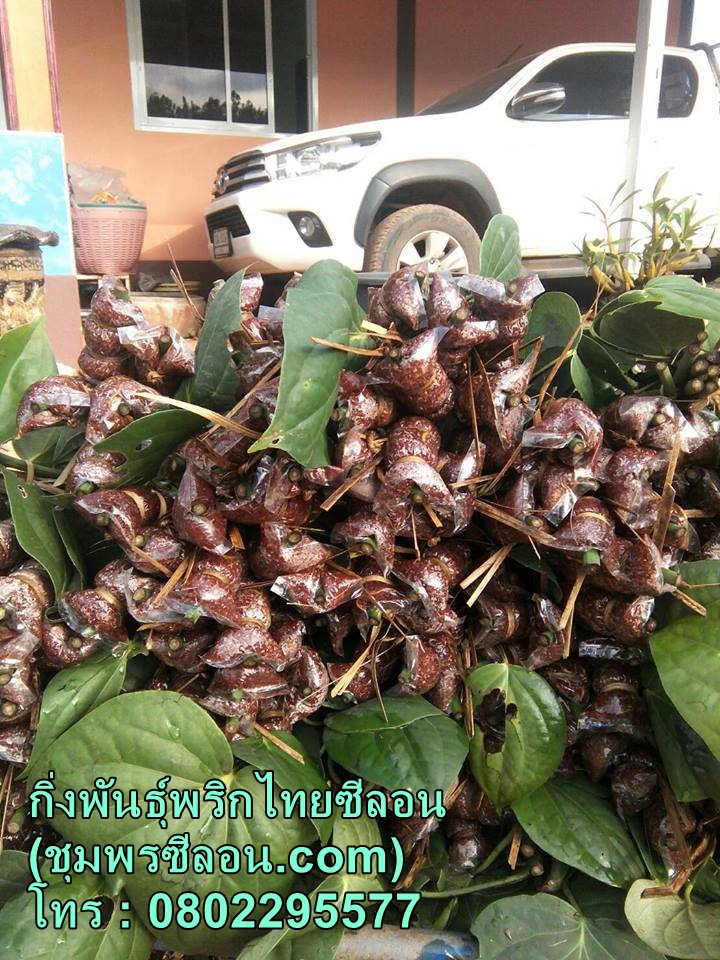 กิ่งพันธุ์พริกไทย ราคา 20 บาท รากแน่น พร้อมลงถุง