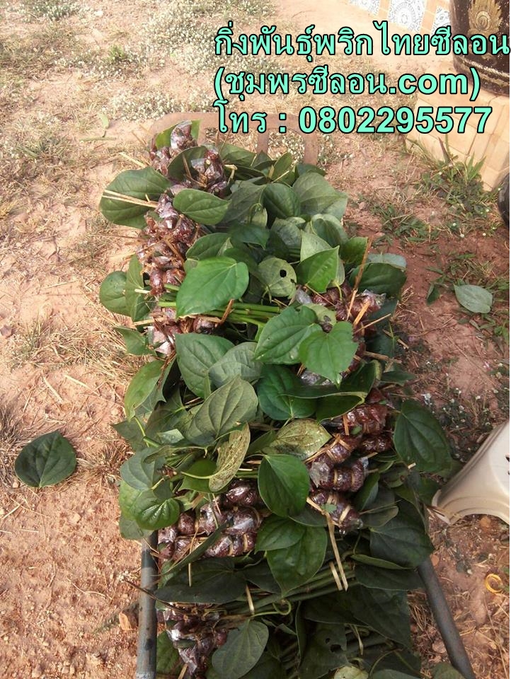 กิ่งพันธุ์พริกไทย ราคา 20 บาท รากแน่น พร้อมลงถุง